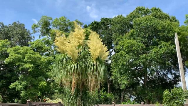 Ponytail Palm Flowers