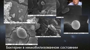 Анатолий Брушков Микроорганизмы из вечной мерзлоты и загадка вечной жизни