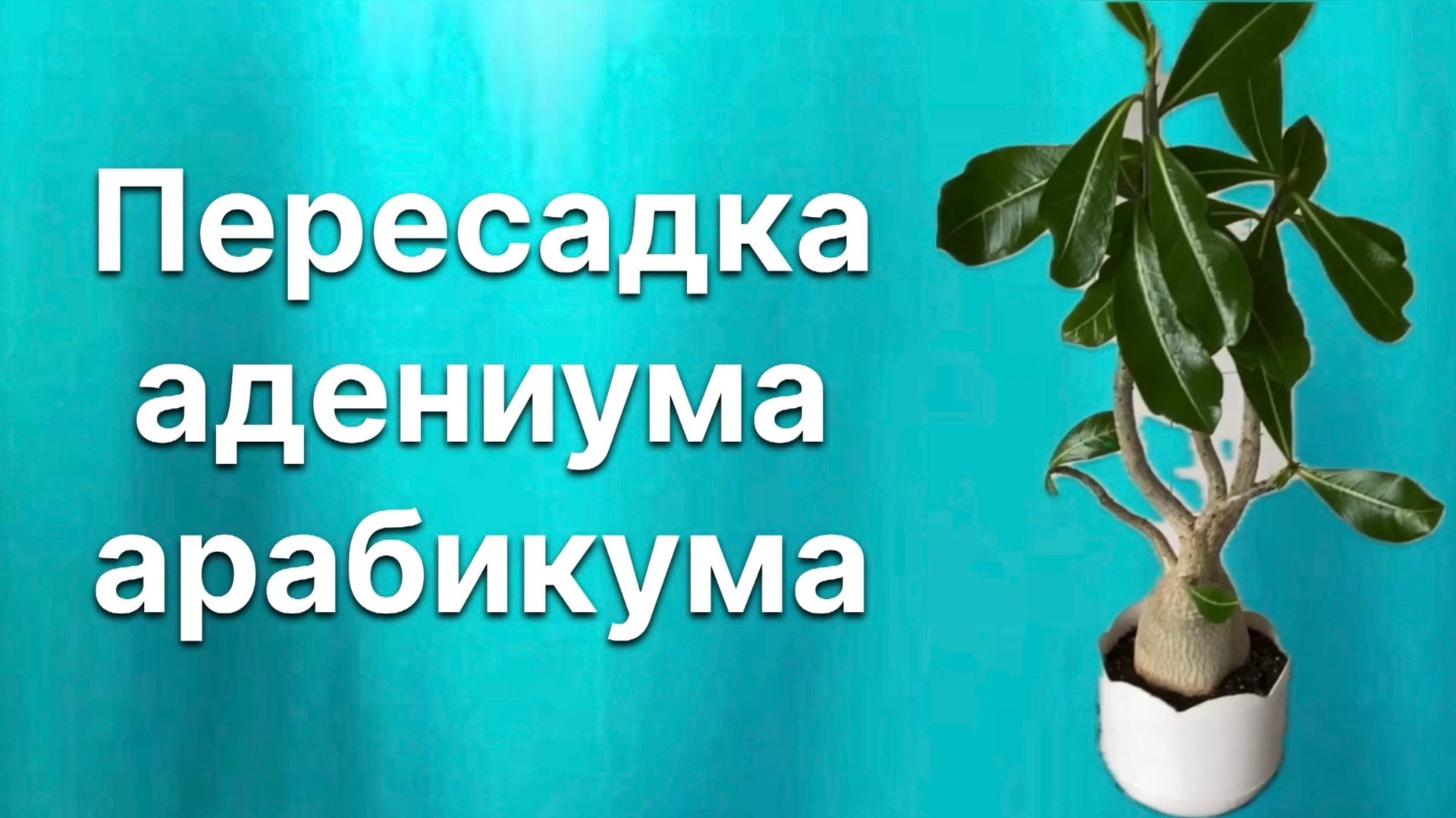 Ах, какие формы! Восхитительная комплекция! Пересадка адениума арабикума. 9 июля 2024 г. смотреть онлайн