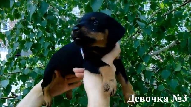 Щенки Ягдтерьера из Охотничьей Дружины (от Карата и Гертурды) смотреть онлайн
