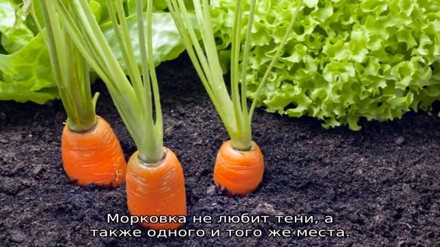 Когда сажать морковь в Сибири смотреть онлайн