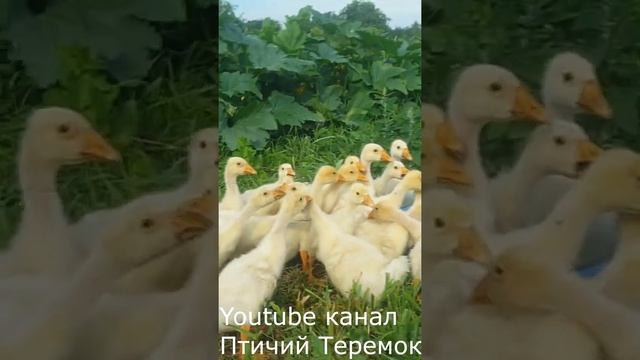 Содержание породы Гусей Линда на подворье.Keeping the Linda Geese breed in the courtyard. смотреть онлайн