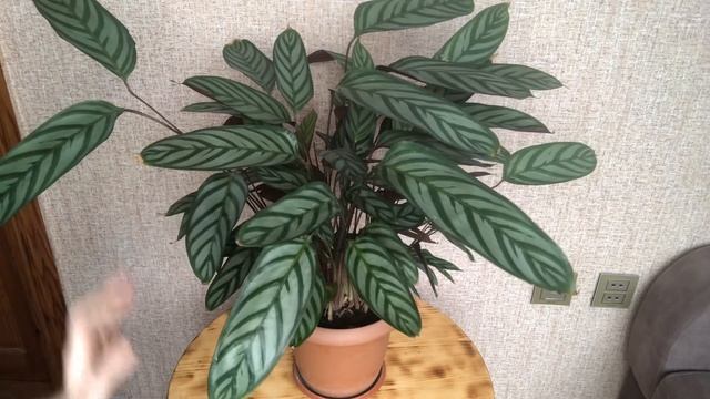 Что нужно знать, покупая ктенанту?