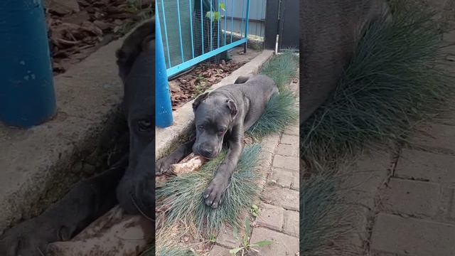 Кане-корсо кушает косточку - смешные животные смотреть онлайн