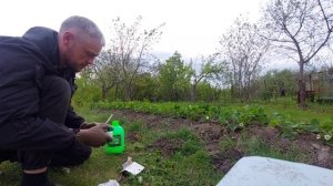 Как избавиться от долгоносика на клубнике и сохранить урожай?