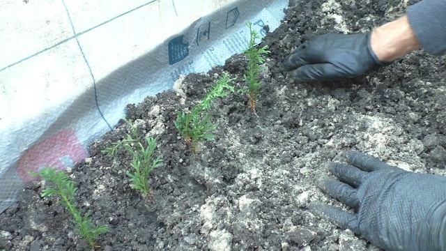 Туя западная колумна 2-х летка Сезон осень 2020 года Обзор посадка осенью питомник 
