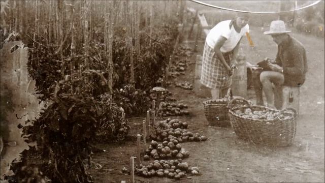 Вебинар. «Томаты: от семечка до урожая» смотреть онлайн