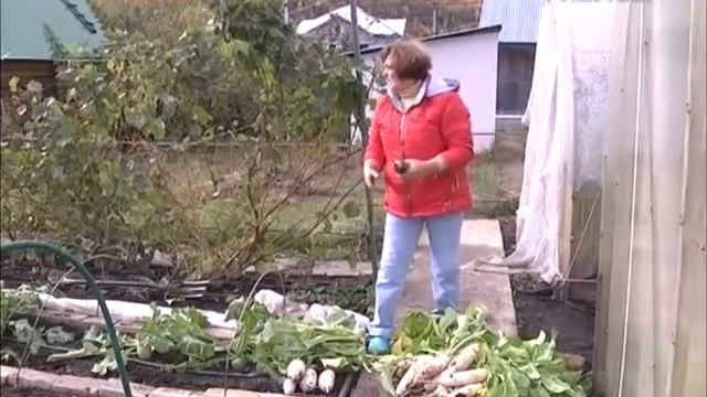 Собираем урожай кукурузы, дайкона, томатов и перцев какие семена взять на следующий год смотреть онлайн