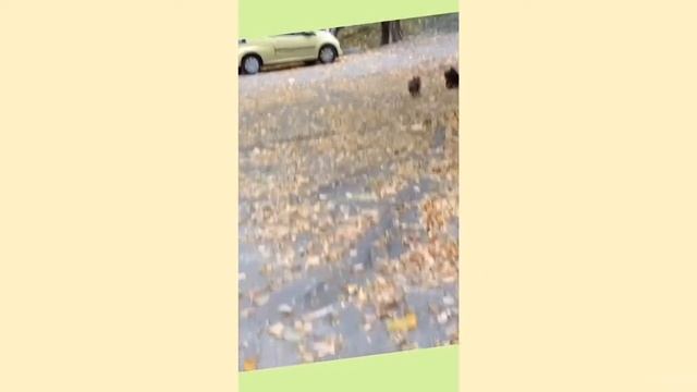 Йоркширский терьер. Йорк мини. York смотреть онлайн