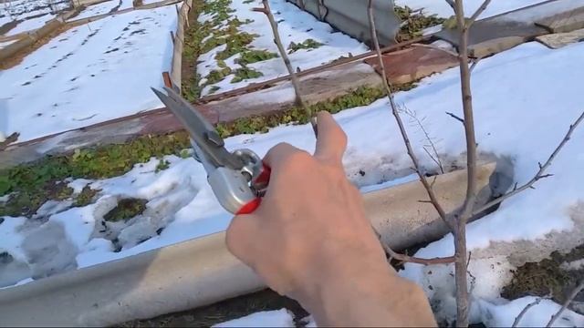 Весенняя обрезка сливы 2х летки смотреть онлайн