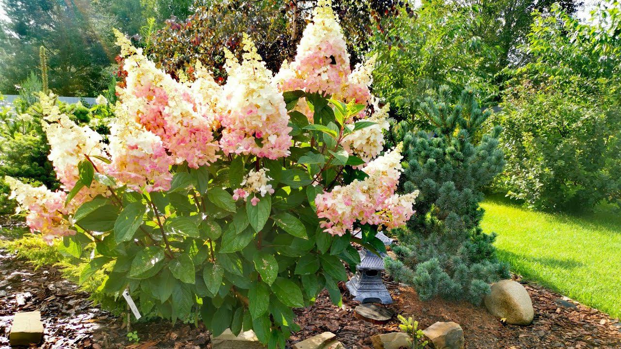 Моя коллекция редких хвойных растений и не только! Мой сад! 23 августа 2023г смотреть онлайн