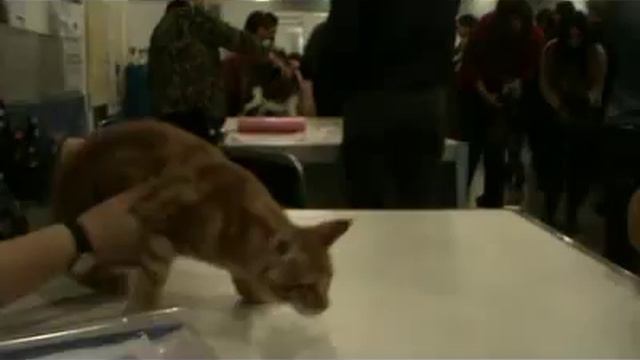 Кэтсбург 2015, экспертиза котята Grand Meriil смотреть онлайн