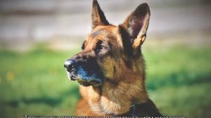 Сколько живут немецкие овчарки в домашних условиях