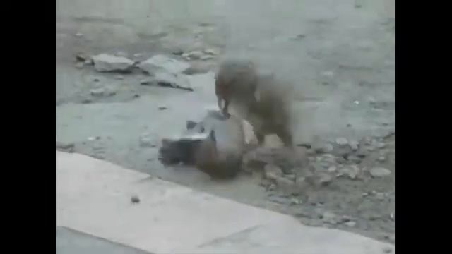 Воробьиная борьба. Птицы. смотреть онлайн