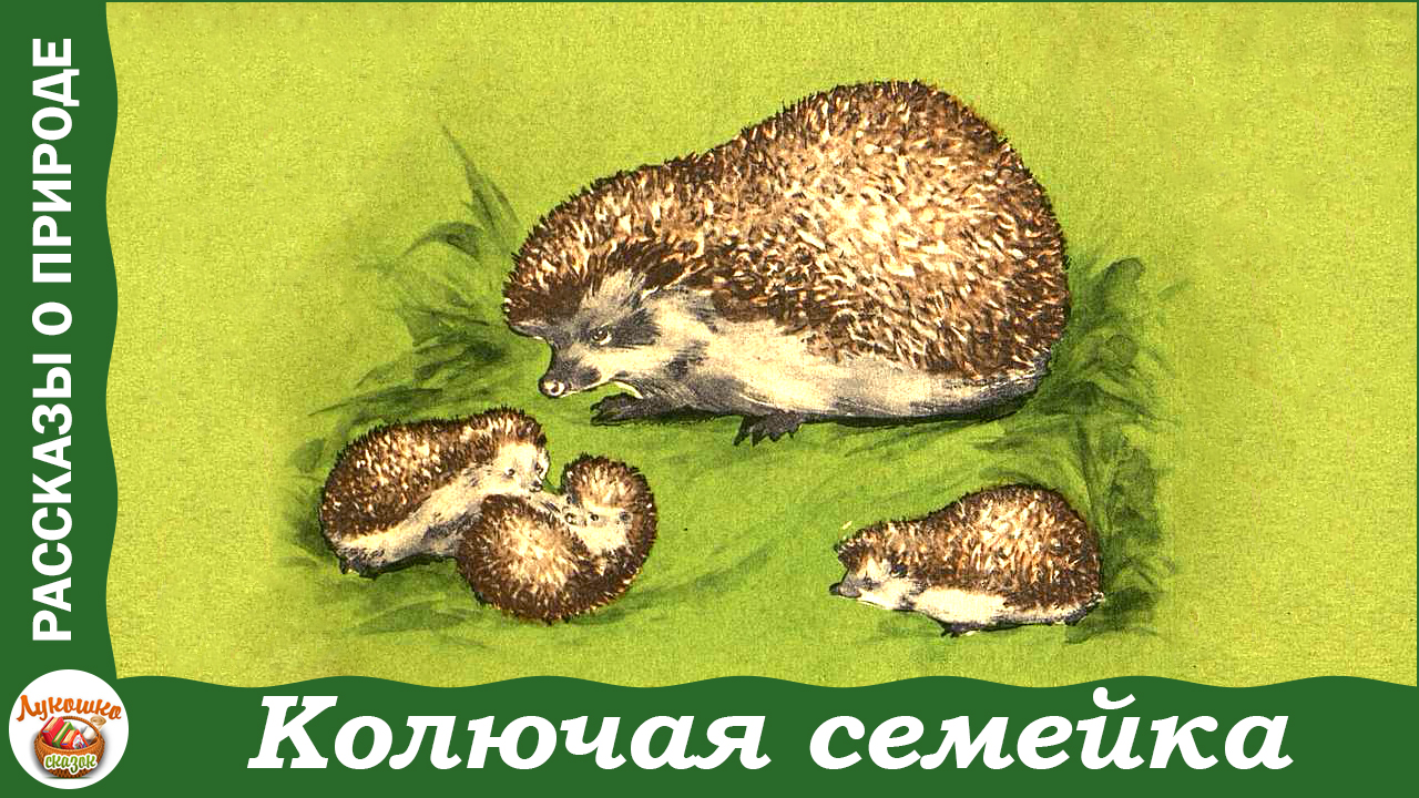 Колючая семейка. Рассказы Г. Скребицкого про ежей смотреть онлайн