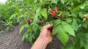 Ч-1 История приобретения малины Краса России