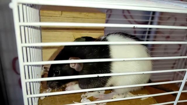 КРЫСА ОТКУСИЛА ХВОСТ или КРЫСА ПРИЩЕМИЛА ХВОСТ? смотреть онлайн