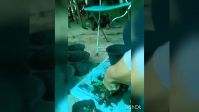 @timsothy6857 ♥️ចែករំលែក?ប្ទ្រទាល សម្បុកជៀស Scadoxus multiforus смотреть онлайн