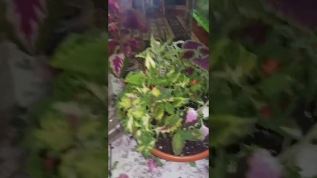 Колеус -групповая посадка смотреть онлайн