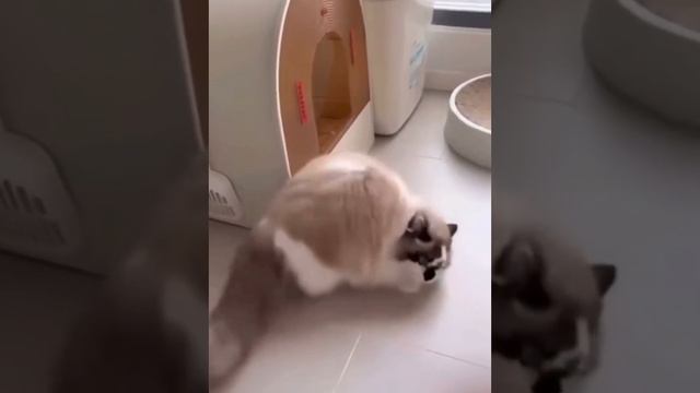 Попрыгайка смотреть онлайн