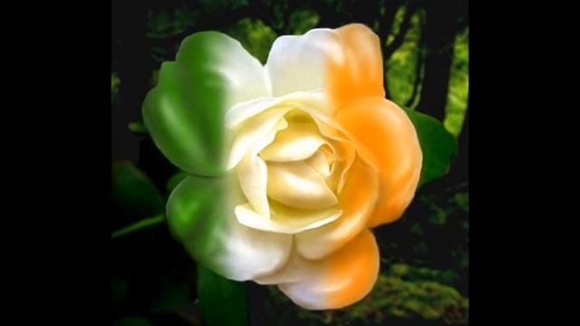 Hank Locklin ' My Wild Irish Rose' смотреть онлайн