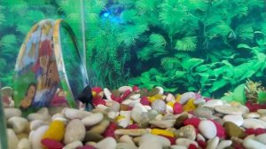 Рыбка петушок и зеркало. Аквариум