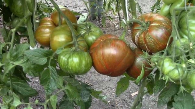 На дворе Август Созревание Биколоров. Что выбрать - "Полосатый Шоколад" или "Ананас Зебра" смотреть онлайн