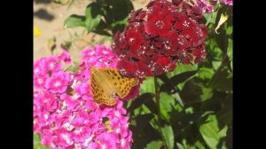 Гвоздика бородатая