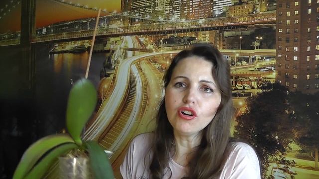 Отеки на листьях фаленопсиса Орхидеи Что делать с отеками на листьях орхидеи и почему они образуютс смотреть онлайн