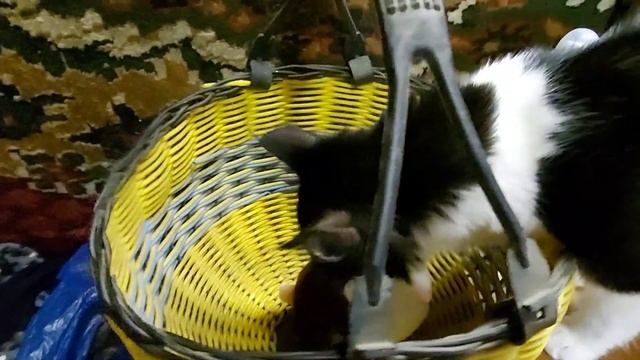 Летающий котёнок/ Игрушка для котов Хомяк повторюшка/ Стальные нервы смотреть онлайн