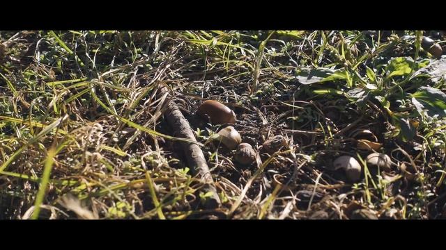 " A DAY " - cinematic - SONY ZV-1 4K смотреть онлайн