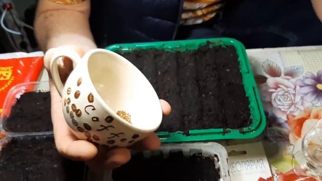 Виолу и Гелиотроп сею только так. Все соседи просят вырастить им эти цветы из семян смотреть онлайн