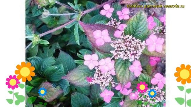 Гортензия пильчатая Сантьяго. Краткий обзор, описание характеристик hydrangea serrata Santiago смотреть онлайн