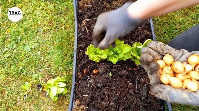 ORGANIZACIJA GAJBE ZA VELIKU BERBU - BALKON BIOBAŠTA 26 (2023) [TRAG BILJKE] смотреть онлайн