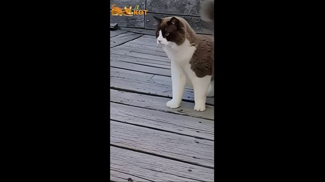 танцующий кот смотреть онлайн