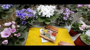 Чем я обрабатываю фиалки от клеща и трипса.Фиалочки отблагодарят пышным цветением)))
