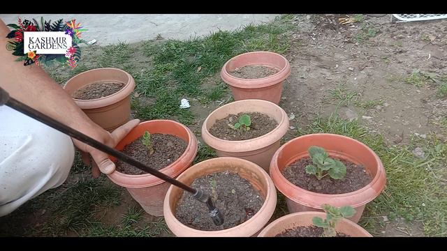 EP: 005 . How to Propagate Geranium Plant from Cuttings II With Daily updates смотреть онлайн