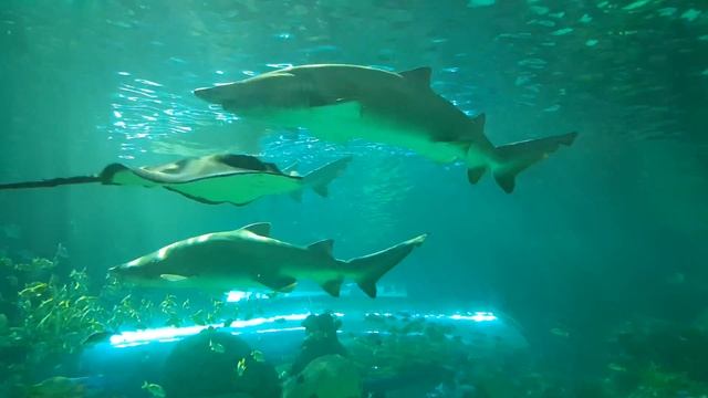 Ripley's Aquarium of Canada Virtual Tour | Sharks, Lobsters, Turtles & More смотреть онлайн