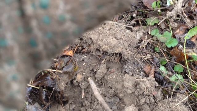 [Коп] Необычный перстень и другие находки смотреть онлайн