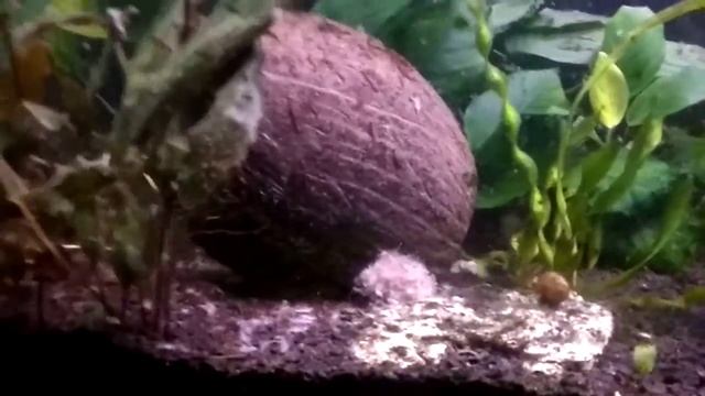 Таракатум. Мальчик или девочка? Что за растения на заднем фоне? смотреть онлайн