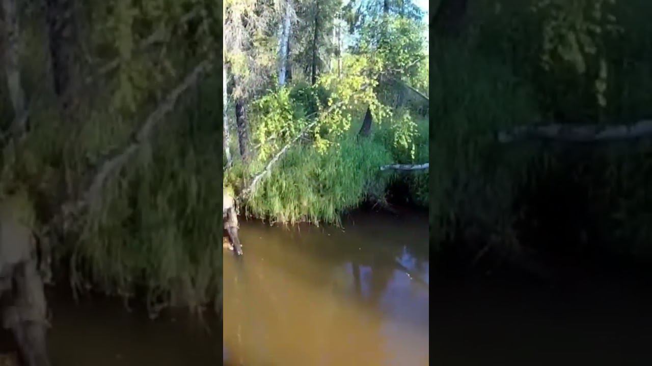 Таежный ручей. Ловим чебака (мохтика) #летняярыбалка #мохтик #чебак #хмаобелоярский #хмао смотреть онлайн