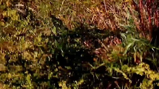 ЛОВЛЯ КАРАСЯ И КАРПА НА ПОПЛАВОК И ЗАКИДУШКИ. смотреть онлайн