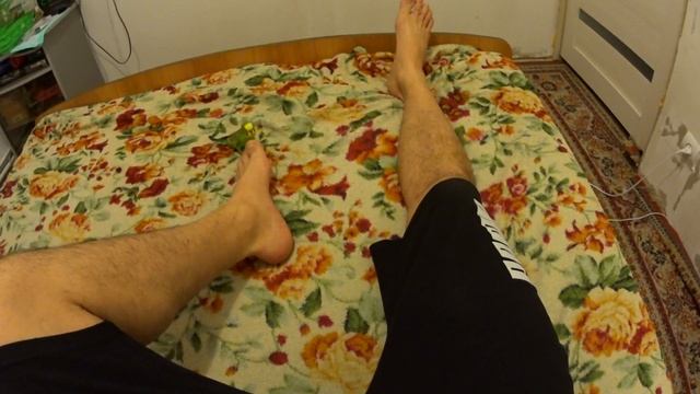 злой попугай смотреть онлайн