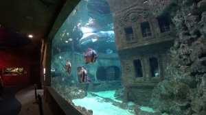 Воронежский Океанариум - в Сити Парке «Град». Voronezh Aquarium - in the city Park "Grad"