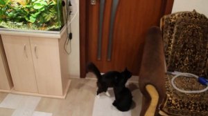 #3 Растения в горшках на дне аквариума. Технология / Аквариумистика с Геннадием Посейдонычем