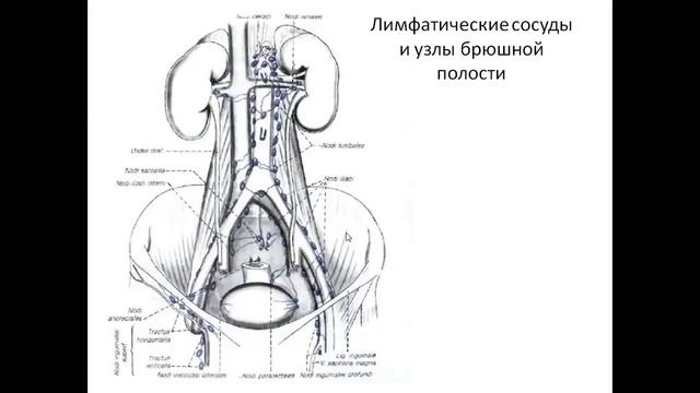 Лимфатическая система, частная смотреть онлайн
