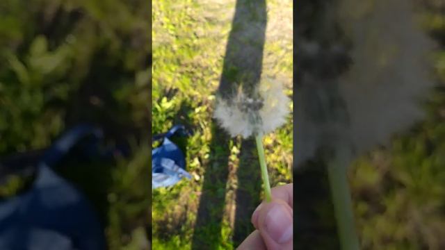 ЭКСПЕРИМЕНТ С ОДУВАНЧИКОМ! — ПРАВДА ИЛИ МИФ??? смотреть онлайн