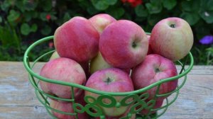 Персиянка - сорт яблони