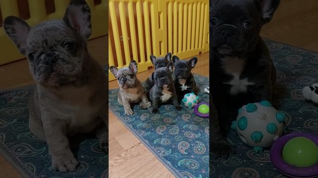 Щенки французского бульдога ? ? др 24.11.2022 #французскийбульдог #щенкифранцузскогобульдога смотреть онлайн