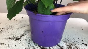 Гортензия после покупки